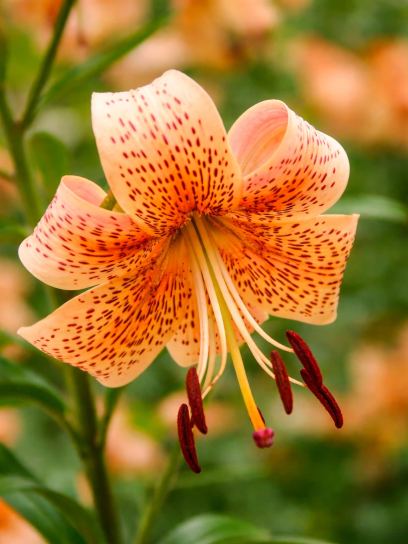 Lilium "Tiger Babies"