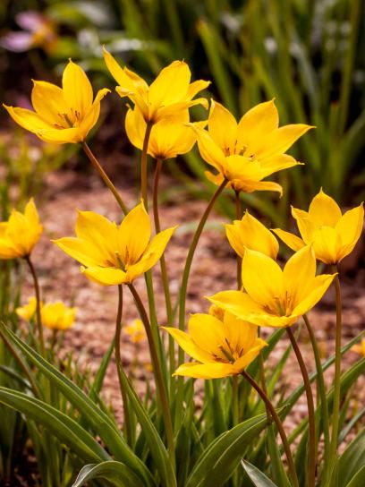 Tulipa sylvestris