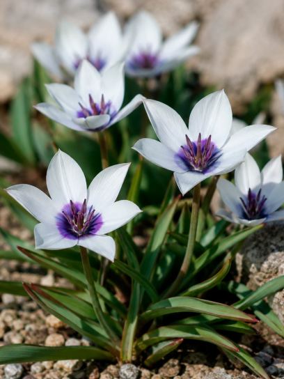 Tulipa humilis v. pulch. "Alba Coerulea Oculata"