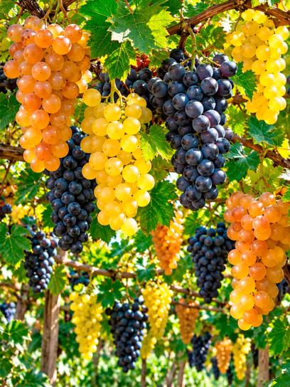 Wine Grape Collection – Bianca, Regent & Solaris – 3 Plants