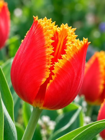 Tulipe "Fabio"