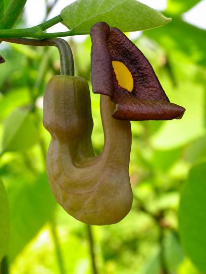Aristolochia "Durior" contenedor (C3)