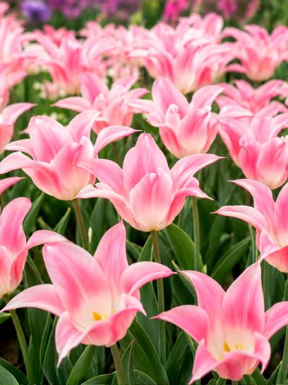 Tulipa "Ballade Lady"