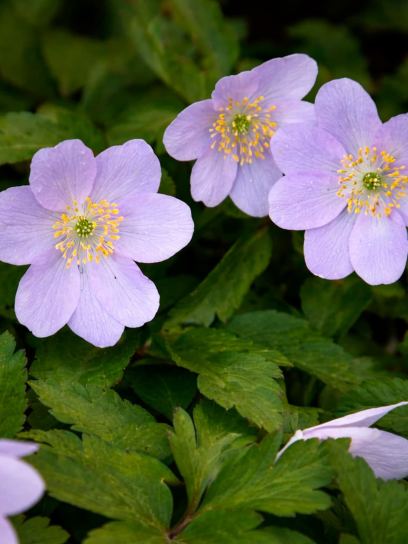 Anemone nemorosa "Robinsoniana"