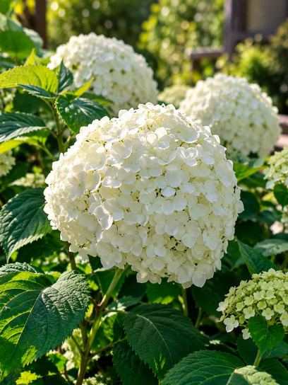 Hydrangea ‘Little White’ (Bigleaf)