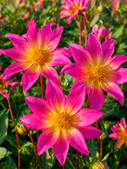 Dahlia "Bright Eyes" BIO