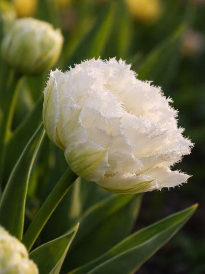 Tulip "Snow Crystal"