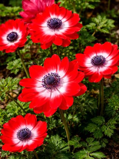 Anemone coronaria "Governor"