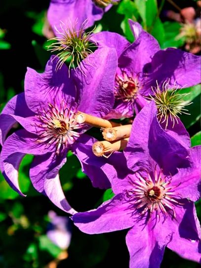 Clematis "The President" Container (C2)