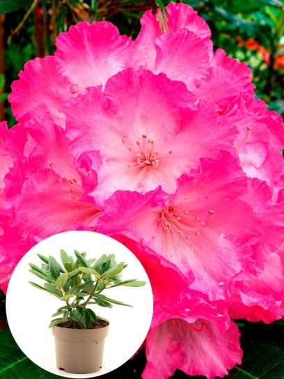 Rhododendron yakushimanum "Fantastica" pojemnik (P19)
