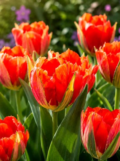Tulipa "Love Valley"
