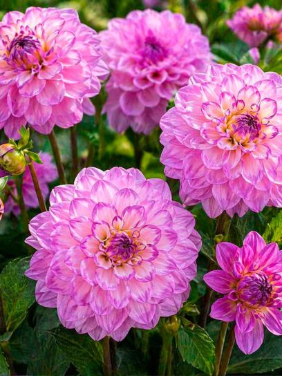 Dahlia "Blue Wish"