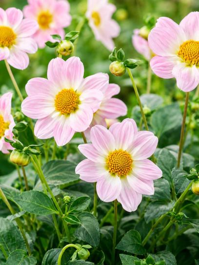 Dahlia "Teesbrooke Audrey"