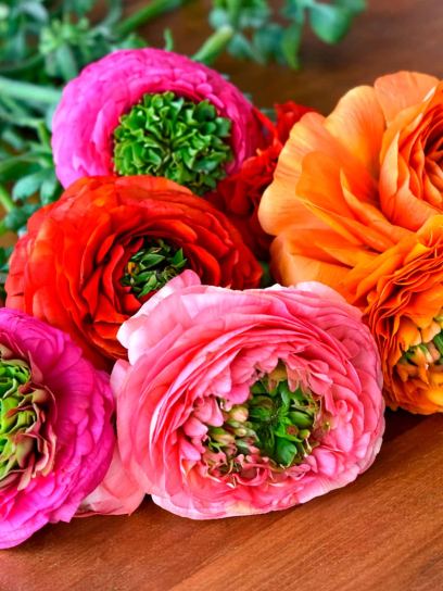 Ranunculus ELEGANCE "Festival Mix"