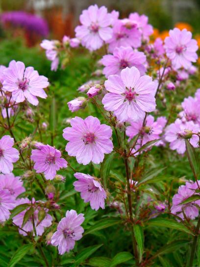 Geranium tuberosum
