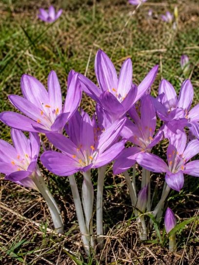 Colchicum cilicium "Purpureum"