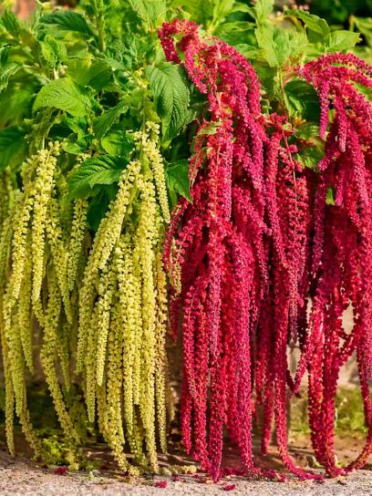 Amaranthus caudatus "Cascade Mix" -seeds-
