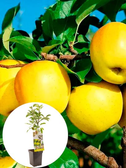Apple "Golden Delicious" container (P18)
