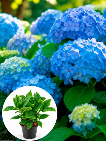 Hortensie macrophylla ◊Nikko Blue“ Container (P17)