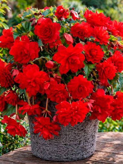 Begonia Pendula Cascade -Scarlet-
