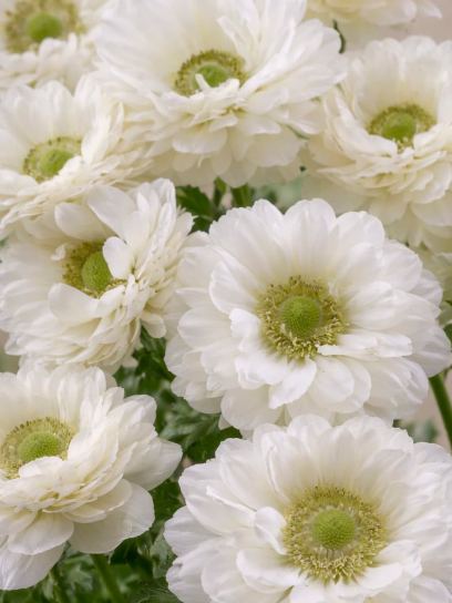 Anemone coronaria LEVANTE-Bianco-