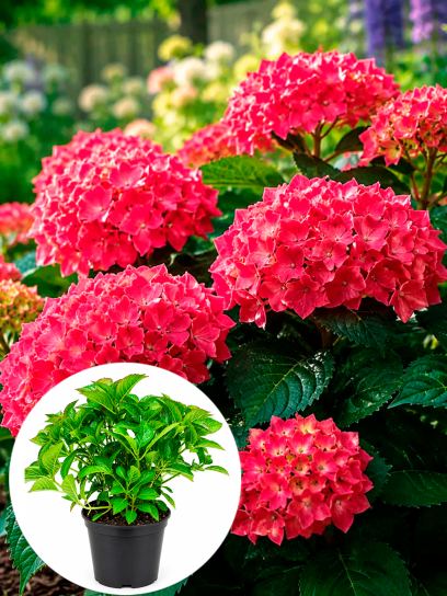 Hydrangea macrophylla "Leuchtfeuer" container (Р19)