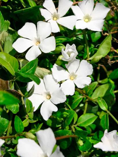 Periwinkle "Alba" container (P0.5)
