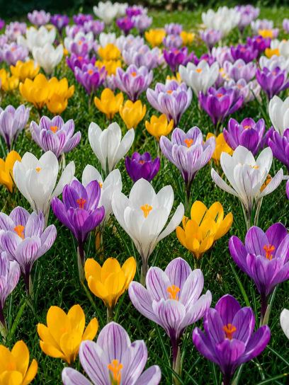 Crocus ‘Swanbury Mix’