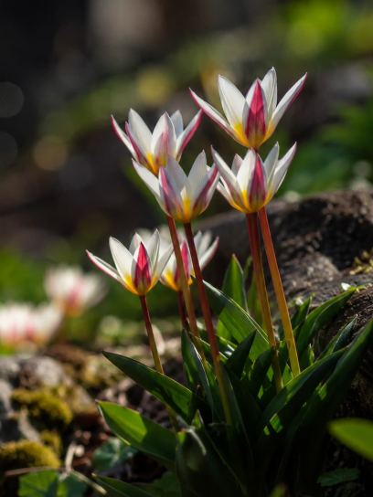 Tulipa "Ice Stick"