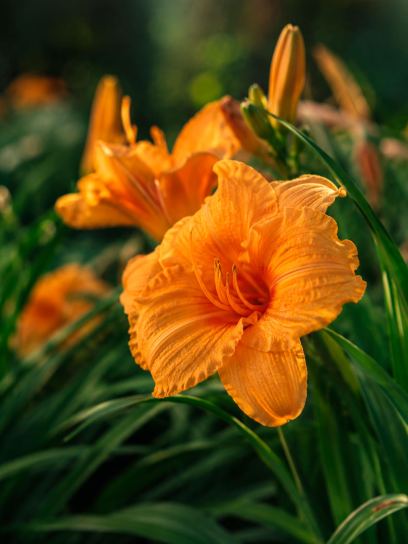 Hemerocallis "Endlesslily Orange"