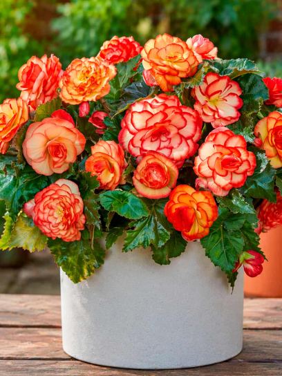 Begonia "Wummi Masquerade"
