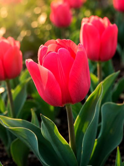 Tulipa "Toronto"