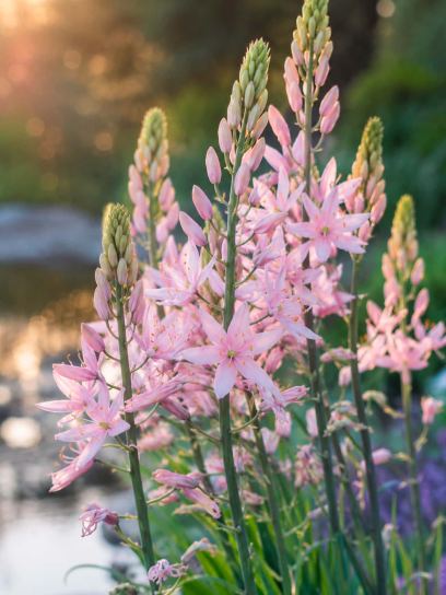 Camassia "Pink Star"