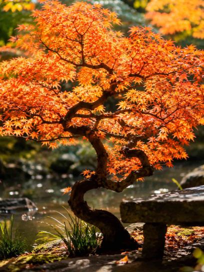 Japanese maple `Phoenix` container (P10)