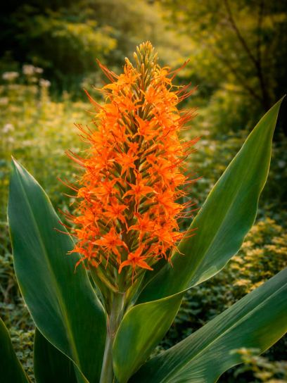 Hedychium aurantiacum