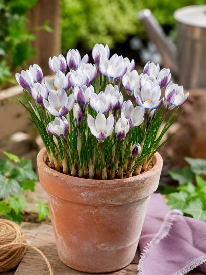 Crocus chrysanthus "Ladykiller"