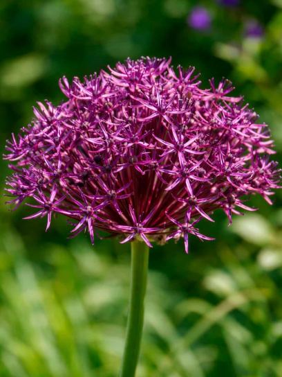 Allium "Firmament"