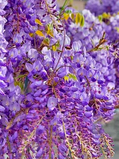 Chinese Wisteria "Sinensis" container (C3)