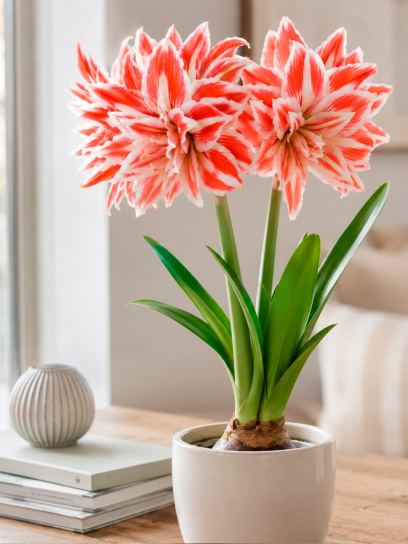 Hippeastrum "Striped Amadeus"