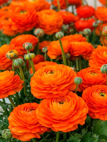 Ranonkel ELEGANCE "Clementine"
