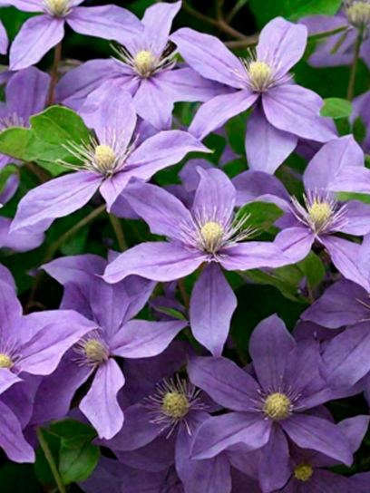 Clematis "Arabella" container (C2)