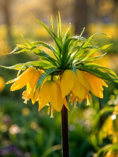 Fritillaria "Yellow Beauty"