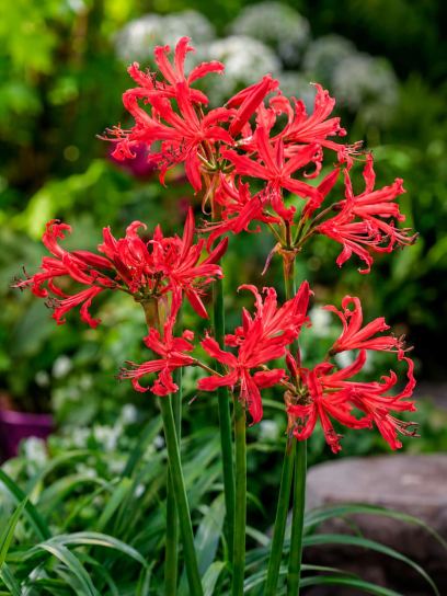Nerine bowdenii "Pearls of Cherry"