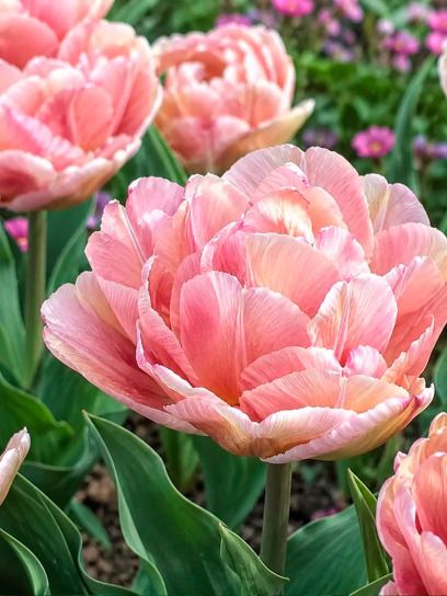 Tulip "Beachberry"