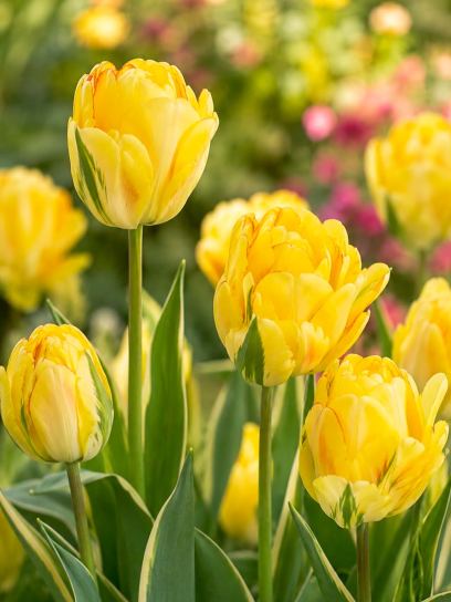 Tulip "Akebono"
