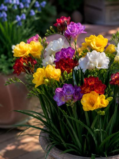 Freesia Double-Flowered Mix