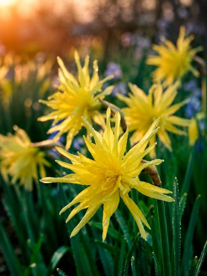 Narcissus "Broughshane"