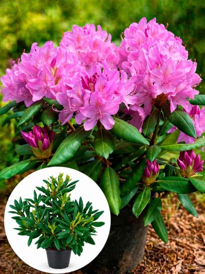 Rhododendron catawbiense "Roseum Elegans" container (P23)