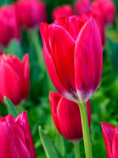 Tulipa aximensis
