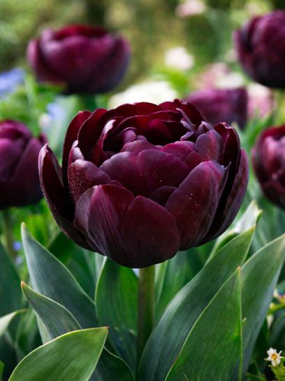 Tulipa "Black Hero"